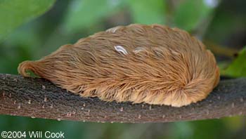 Megalopyge opercularis - Southern Flannel Moth/Asp Caterpillar/Puss Moth