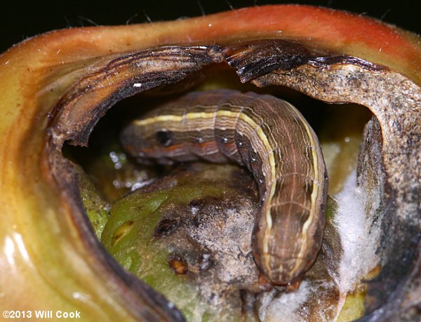 Spodoptera ornithogalli - Yellow-striped Armyworm on tomato