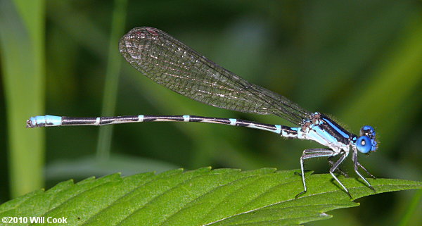 Blue-ringed Dancer (Argia sedula)