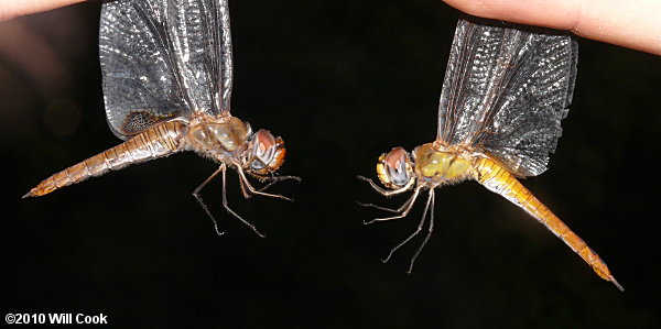 Spot-winged Glider (Pantala hymenaea) and Wandering Glider Pantala flavescens