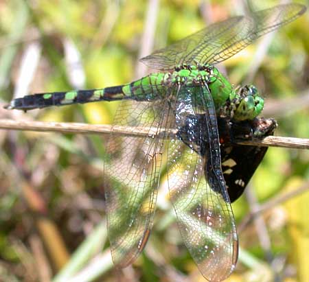 Eastern Pondhawk (Erythemis simplicicollis)