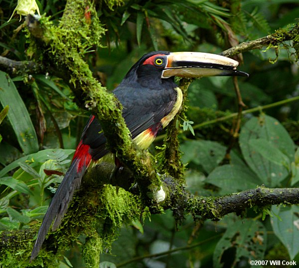 Collared (Pale-mandibled) Aracari (Pteroglossus torquatus erythropygius)