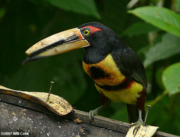 Collared (Pale-mandibled) Aracari (Pteroglossus torquatus erythropygius)