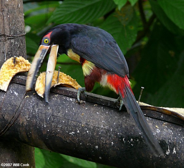 Collared (Pale-mandibled) Aracari (Pteroglossus torquatus erythropygius)