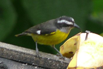 Bananaquit (Coereba flaveola)