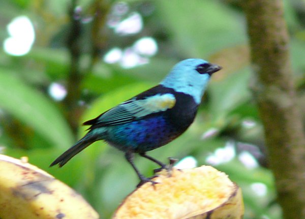 Blue-necked Tanager (Tangara cyanicollis)