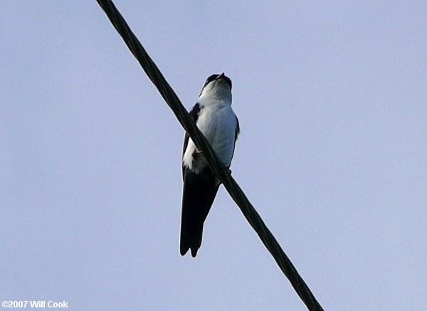 Blue-and-white Swallow (Pygochelidon cyanoleuca)