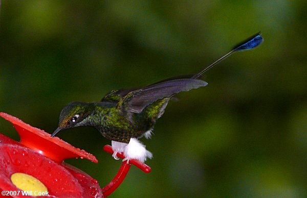 Booted Racket-tail (Ocreatus underwoodii)