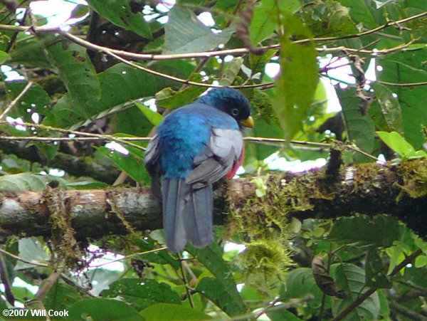 Blue-tailed (Choco) Trogon (Trogon comptus)