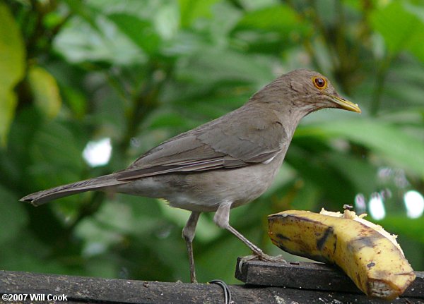 Bare-eyed (Ecuadorian) Thrush (Turdus nudigenis maculirostris)