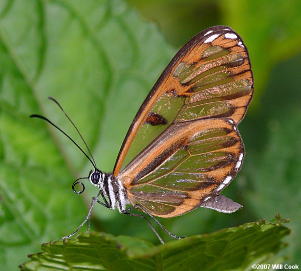 Oleria baizana (Baizana Clearwing)