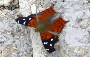 Red Mapwing (Hypanartia kefersteini)