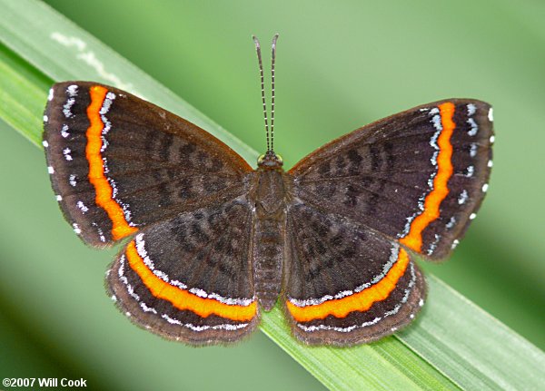 Crocozona coecias (Coecias Metalmark)