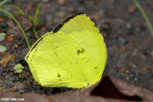 Eurema xantochlora (Tropical Yellow)