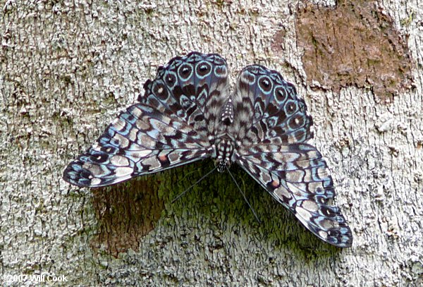 Variable Cracker (Hamadryas feronia)