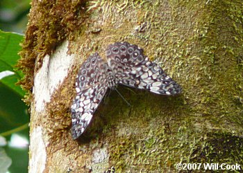 Variable Cracker (Hamadryas feronia)