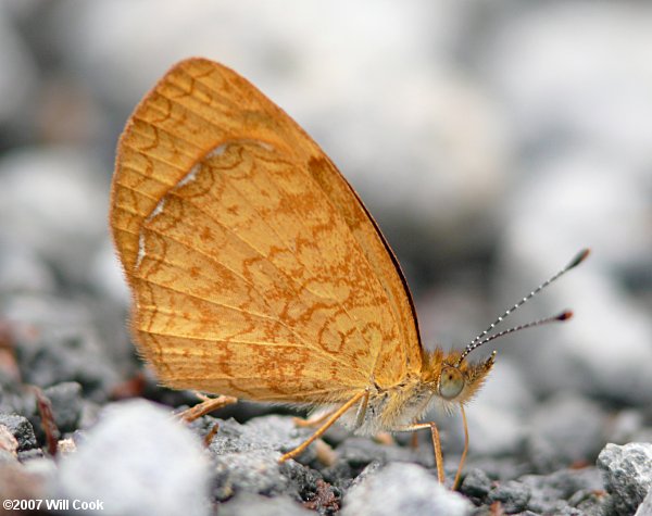 Tegosa anieta (Black-bordered Tegosa