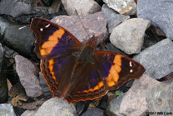 Elis Emperor (Doxocopa elis)