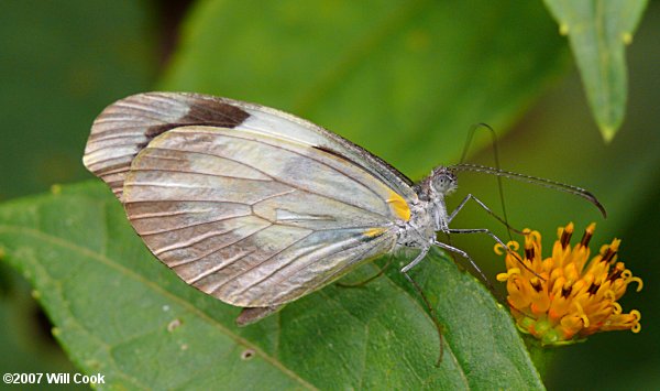 Dismorphia crisia (Crisia Mimic-White)
