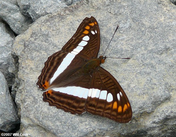 Alala Sister (Adelpha alala)