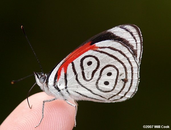 Neglected Eighty-eight (Diaethria neglecta) 89 Butterfly