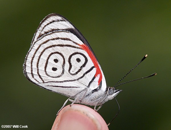 Neglected Eighty-eight (Diaethria neglecta) 89 Butterfly