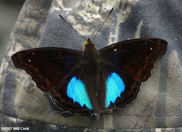 Cyan Emperor (Doxocopa cyane)