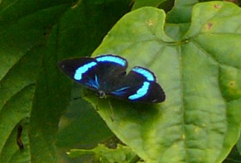 Neglected Eighty-eight (Diaethria neglecta) 89 Butterfly