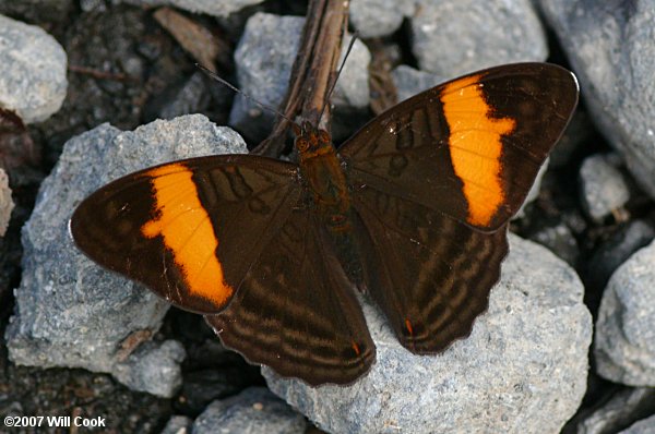 Adelpha zina irma (Zina Sister)