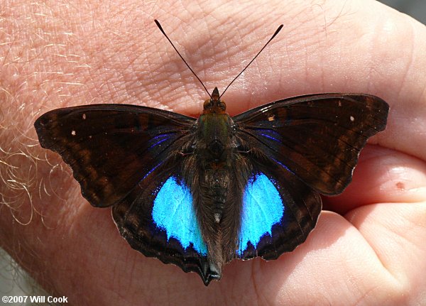 Cyan Emperor (Doxocopa cyane)