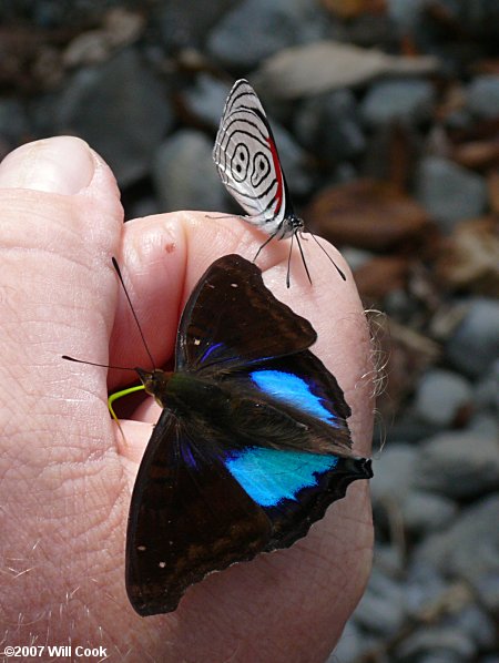 Cyan Emperor (Doxocopa cyane)