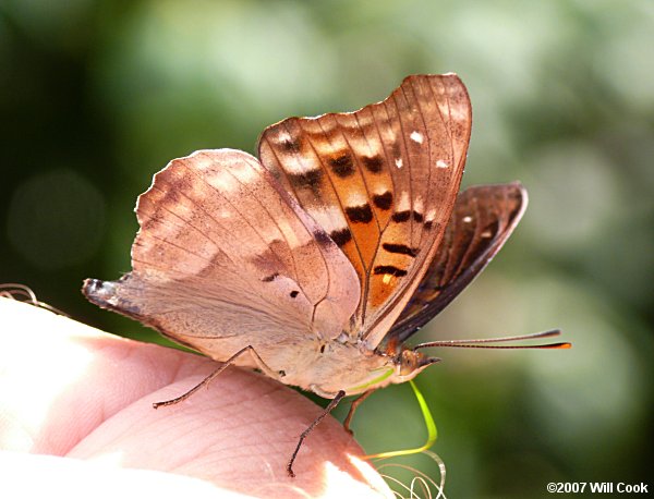 Cyan Emperor (Doxocopa cyane)