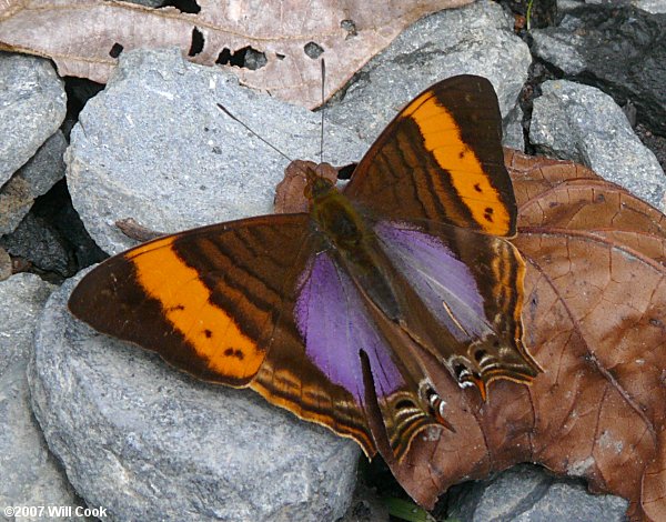 Marpesia corinna (Corinna Daggerwing)