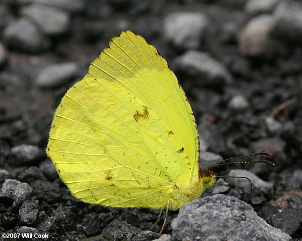 Eurema xantochlora (Tropical Yellow)
