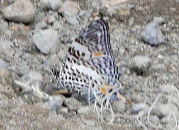 Amazon Beauty (Baeotus aeilus)