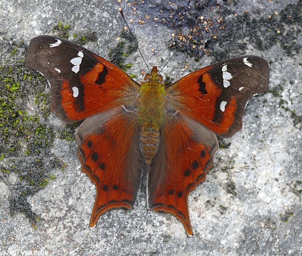 Mapwing (Hypanartia lindigii)