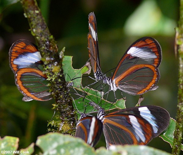 Oleria padilla