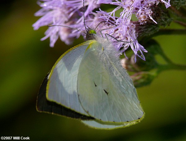 Leptophobia helena (Helena White)