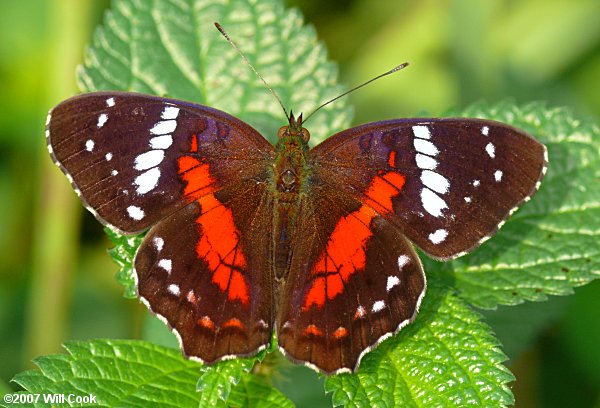 Scarlet Peacock (Anartia amathea)