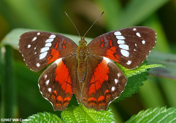 Scarlet Peacock (Anartia amathea)