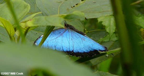 Morpho helenor