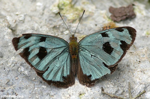 Four-spotted Sailor (Dynamine postverta)