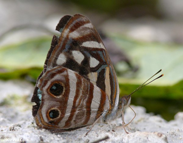 Four-spotted Sailor (Dynamine postverta)