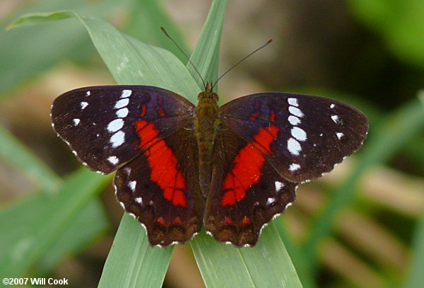 Scarlet Peacock (Anartia amathea)