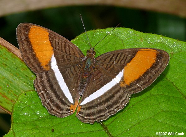 Smooth-banded Sister (Adelpha cytherea)