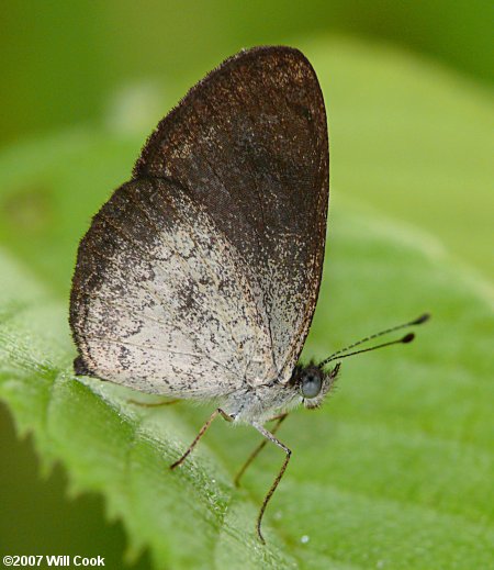 Tissoides Crescent (Tegosa tissoides)