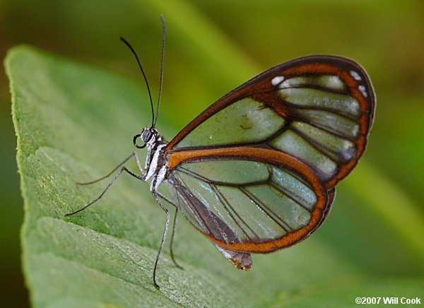 Pseudoscada timna (Timna Clearwing)