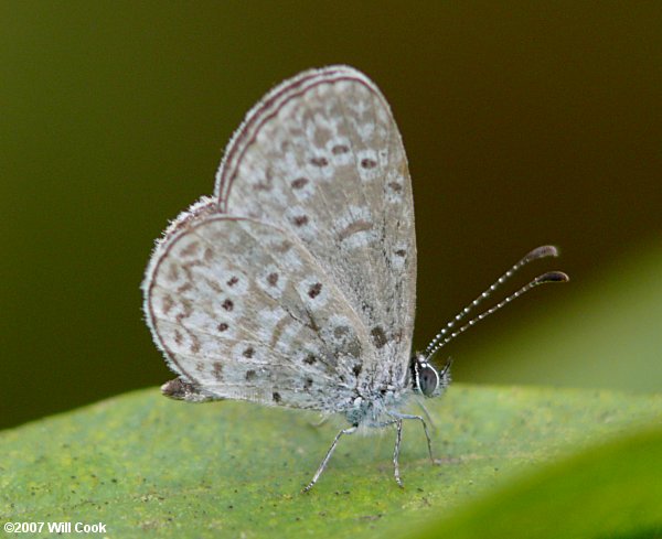 Cyna Blue (Zizula cyna)