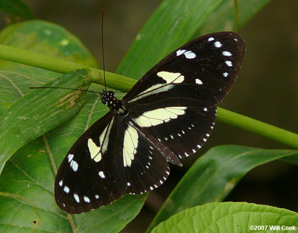 Heliconius atthis