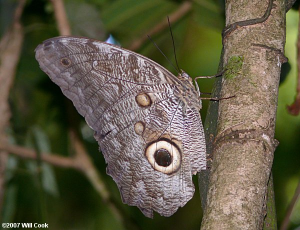 Forest Giant Owl (Caligo eurilochus)